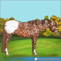 Horse Color:Chestnut Snowflake Varnish