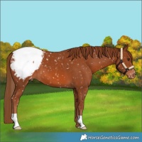 Horse Color:Chestnut Appaloosa 