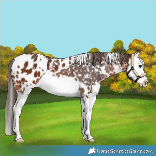Horse Color:White Spotted Bay Splash Blanket