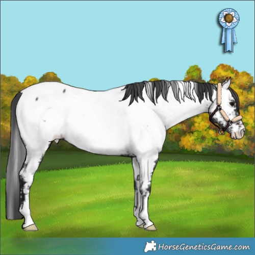Horse Color:White Spotted Brown Appaloosa 