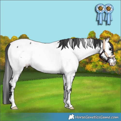 Horse Color:White Spotted Brown Appaloosa 