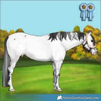 Horse Color:White Spotted Brown Appaloosa 