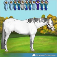 Horse Color:White Spotted Brown Appaloosa