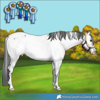 Horse Color:White Spotted Brown Appaloosa 