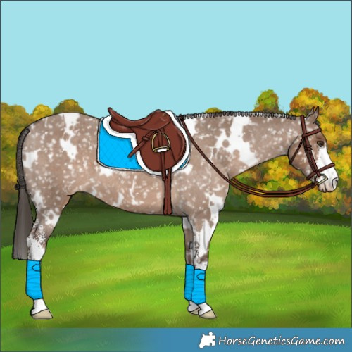 Horse Color:White Spotted Liver Red Dun Sabino Appaloosa 