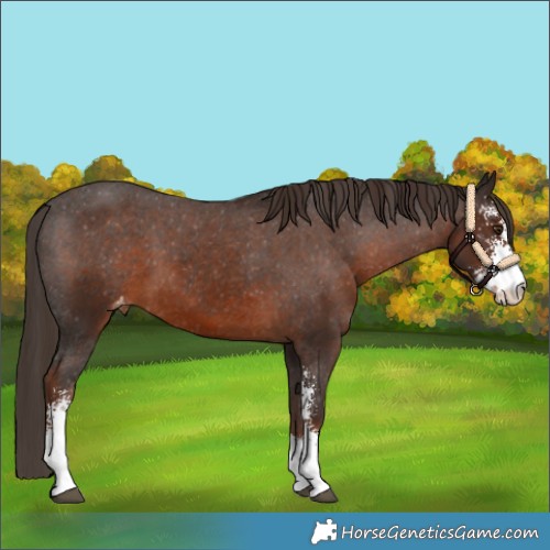 Horse Color:Liver Chestnut Sabino Appaloosa