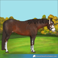 Horse Color:Liver Chestnut Sabino Varnish 
