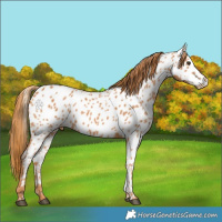 Horse Color:Chestnut Appaloosa
