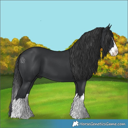 Horse Color:Black Splash 