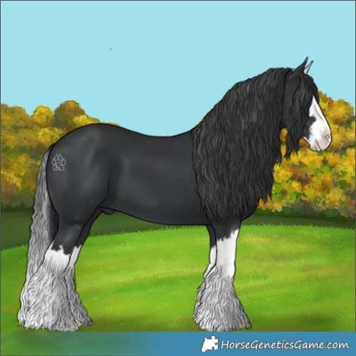 Horse Color:Black Splash 