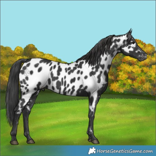 Horse Color:Black Near Leopard 