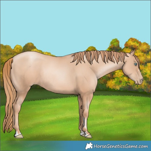 Horse Color:Gold Champagne Pearl Rabicano  and Gold Champagne Pearl Rabicano 
