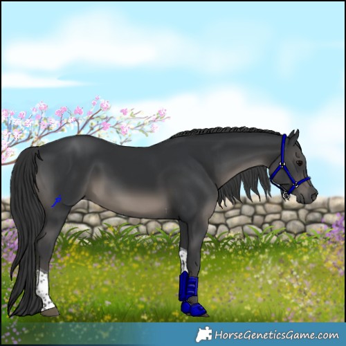 Horse Color:Black Tobiano Rabicano 