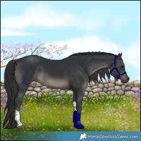 Horse Color:Black Tobiano Rabicano 