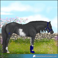 Horse Color:White Spotted Black Tobiano Rabicano 