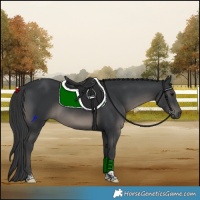 Horse Color:Black Tobiano Rabicano 