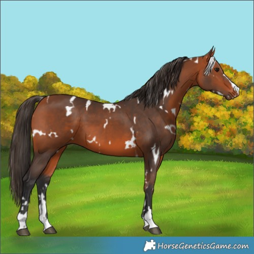 Horse Color:White Spotted Bay 