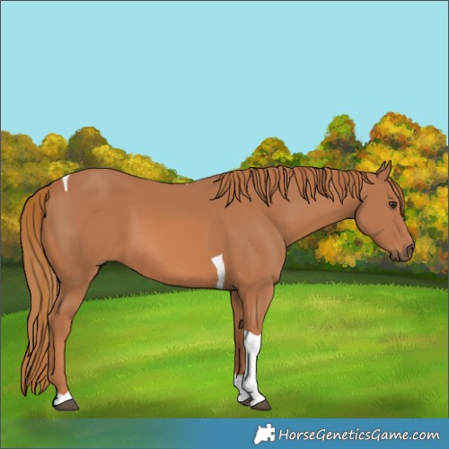 Horse Color:Chestnut Tobiano 