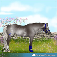 Horse Color:Gray White Spotted Silver Black Tobiano Rabicano 