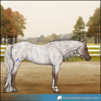 Horse Color:Silver Blue Roan Tobiano