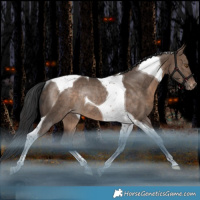 Horse Color:Brown Dun Tobiano Appaloosa Rabicano 