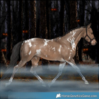 Horse Color:White Spotted Liver Red Dun Tobiano Rabicano