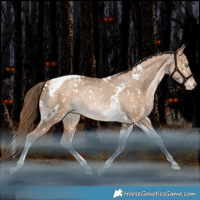 Horse Color:White Spotted Bay Pearl Dun Tobiano Snowflake Varnish Rabicano 