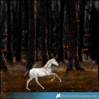 Horse Color:White Spotted Grullo Snowdrop Pearl Appaloosa Rabicano