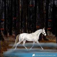 Horse Color:White Spotted Grullo Snowdrop Pearl Appaloosa Rabicano