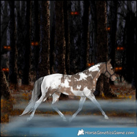 Horse Color:White Spotted Bay Dun Tobiano Snowcap Rabicano