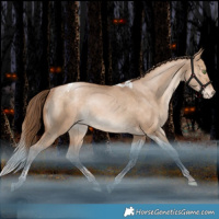 Horse Color:Bay Pearl Dun Tobiano Appaloosa Rabicano 