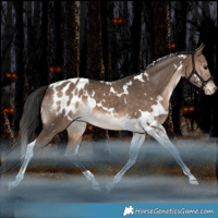 Horse Color:White Spotted Bay Dun Tobiano Blanket Rabicano