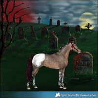 Horse Color:Bay Dun Tobiano Snowcap Rabicano 