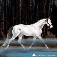 Horse Color:White Spotted Bay Dun Splash Tobiano Rabicano 