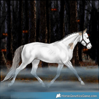 Horse Color:White Spotted Bay Dun Splash Tobiano Appaloosa Rabicano 