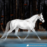Horse Color:White Spotted Brown Dun Splash Tobiano Appaloosa Rabicano 