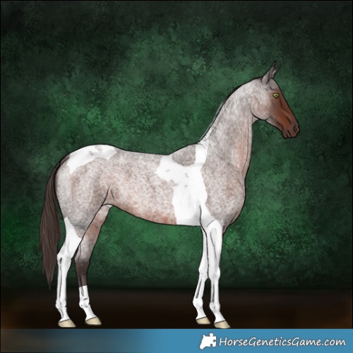 Horse Color:Liver Red Roan Tobiano 