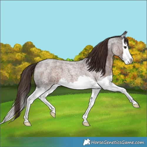 Horse Color:Liver Red Roan Splash