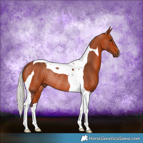 Horse Color:Silver Brown Tobiano Rabicano