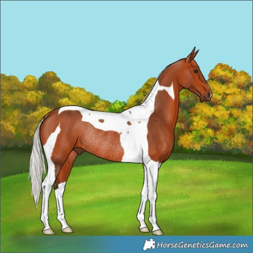 Horse Color:Silver Brown Tobiano Rabicano