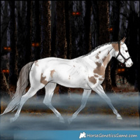 Horse Color:White Spotted Bay Dun Splash Tobiano Blanket Rabicano 