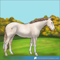 Horse Color:Gold Champagne Pearl Dun Rabicano  and Gold Champagne Pearl Dun Splash Rabicano 