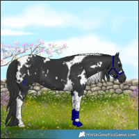 Horse Color:White Spotted Black Tobiano 