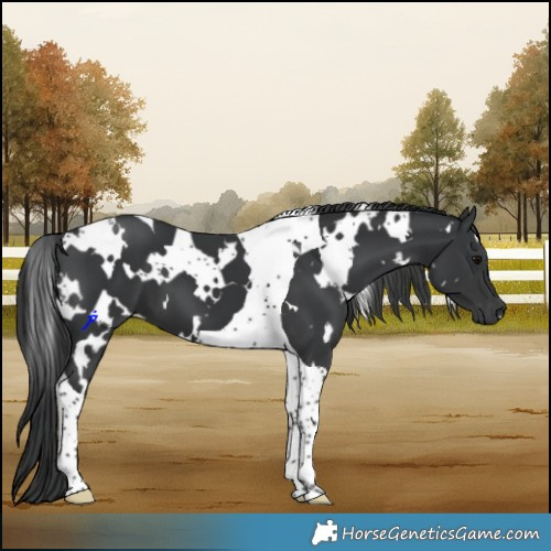 Horse Color:White Spotted Black Tobiano 