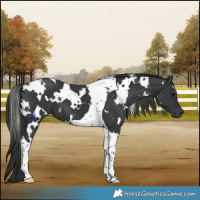 Horse Color:White Spotted Black Tobiano