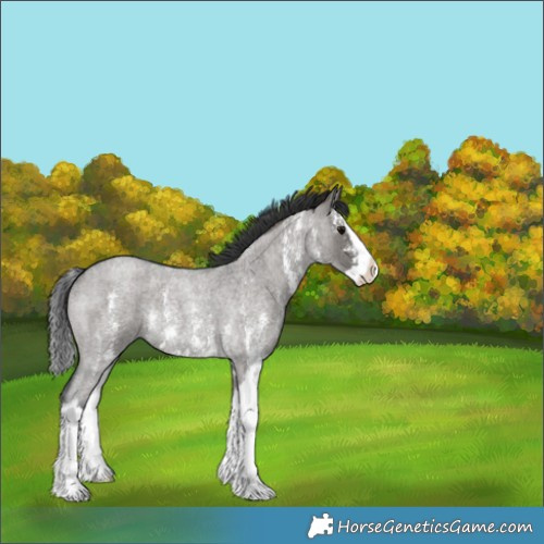 Horse Color:Unknown
