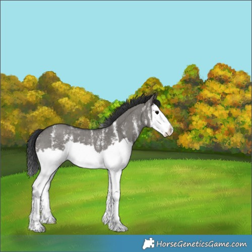 Horse Color:Grullo Sabino Splash