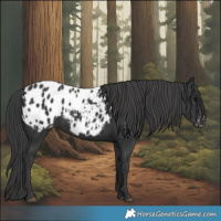 Horse Color:Black Blanket 
