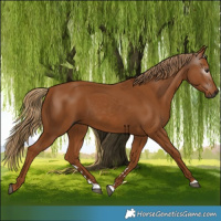 Horse Color:Gray Chestnut 