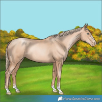 Horse Color:Gold Champagne Pearl Rabicano  and Gold Champagne Pearl Rabicano 